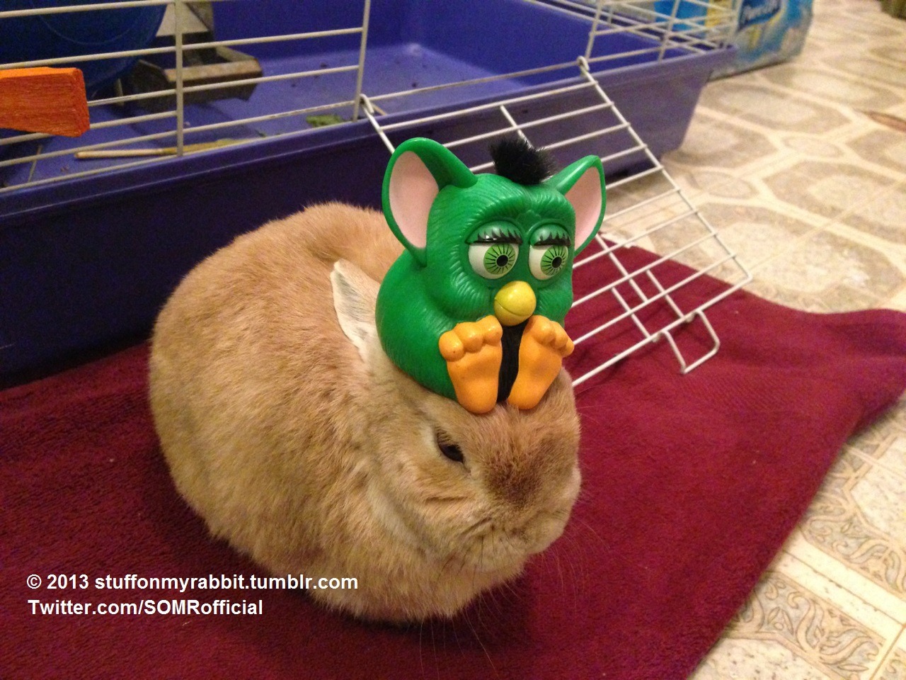 Vinnie the bunny with a furby toy on his head