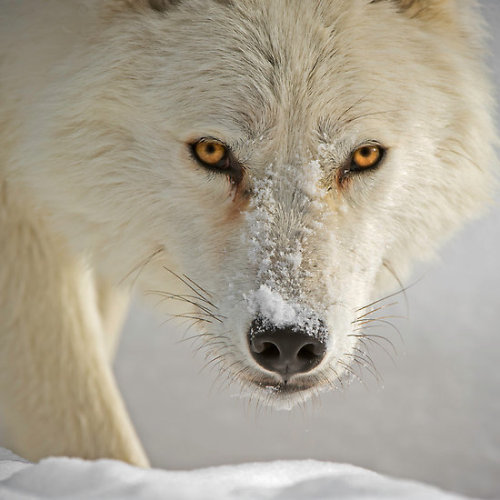 redwingjohnny:

Arctic Wolf
by Daniel Parent
