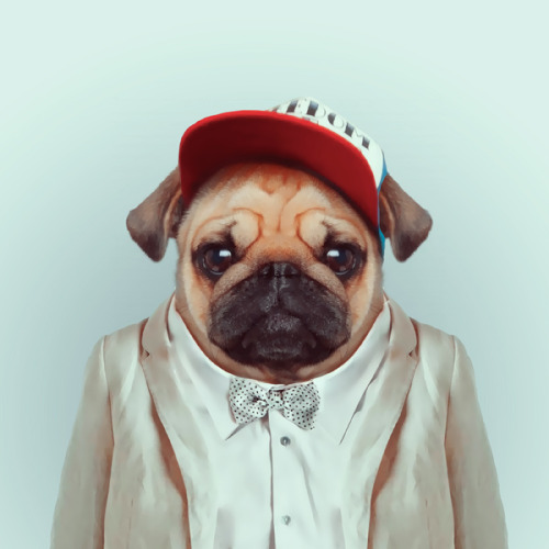 PUG by Yago Partal for ZOO PORTRAITS