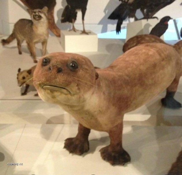 (via Taxidermy, You’re Doing It Wrong (22 Pictures) - BANNED In Hollywood)