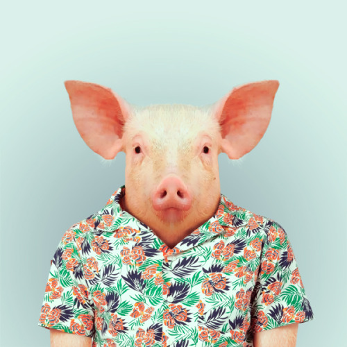 PIG by Yago Partal for ZOO PORTRAITS
