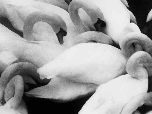 
“Swans” Austria, 1971 by David Hamilton
