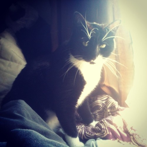 Eli soaking up some sun #cat #catsofinstagram