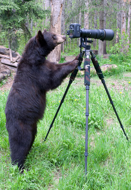 theanimalblog:

Here’s one cub reporter who could bearly contain herself as she watched a wildlife photographer at work. As Dean Swartz took pictures of a black bear family in Minnesota, America, he noticed one juvenile bear watching him very closely. After about 45 minutes the bear decided to have a go as well and ambled over to the tripod. Backing off, Dean used another camera on his shoulder to carry on taking pictures as the animal investigated his expensive equipment.  Picture: Dean Swartz / National News and Pictures
