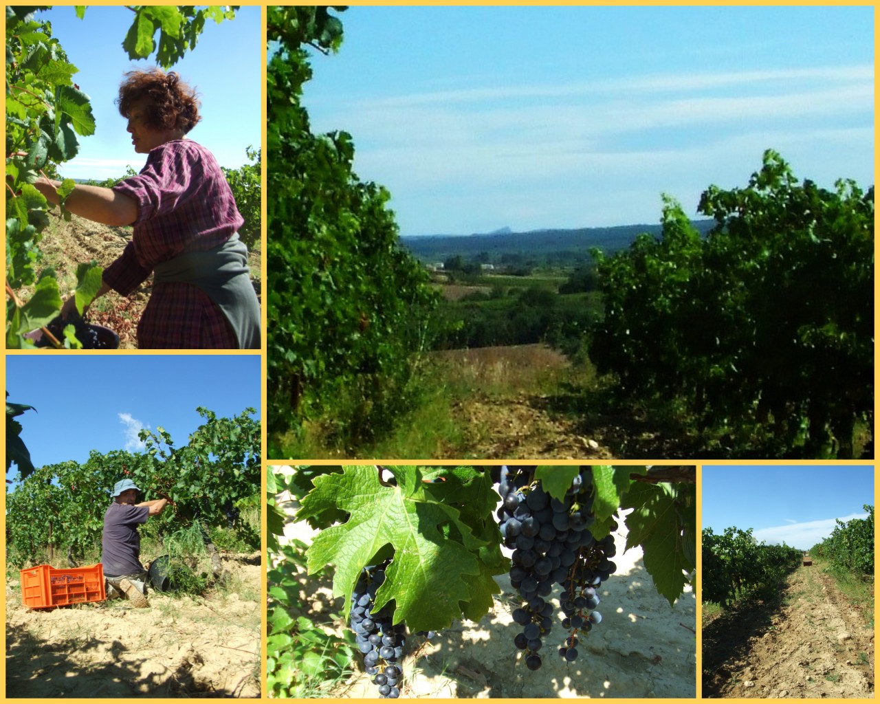 vendange 2012 - Weinernte - grape harvest 2012