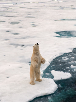 earthlynation:

polar bear (source)
