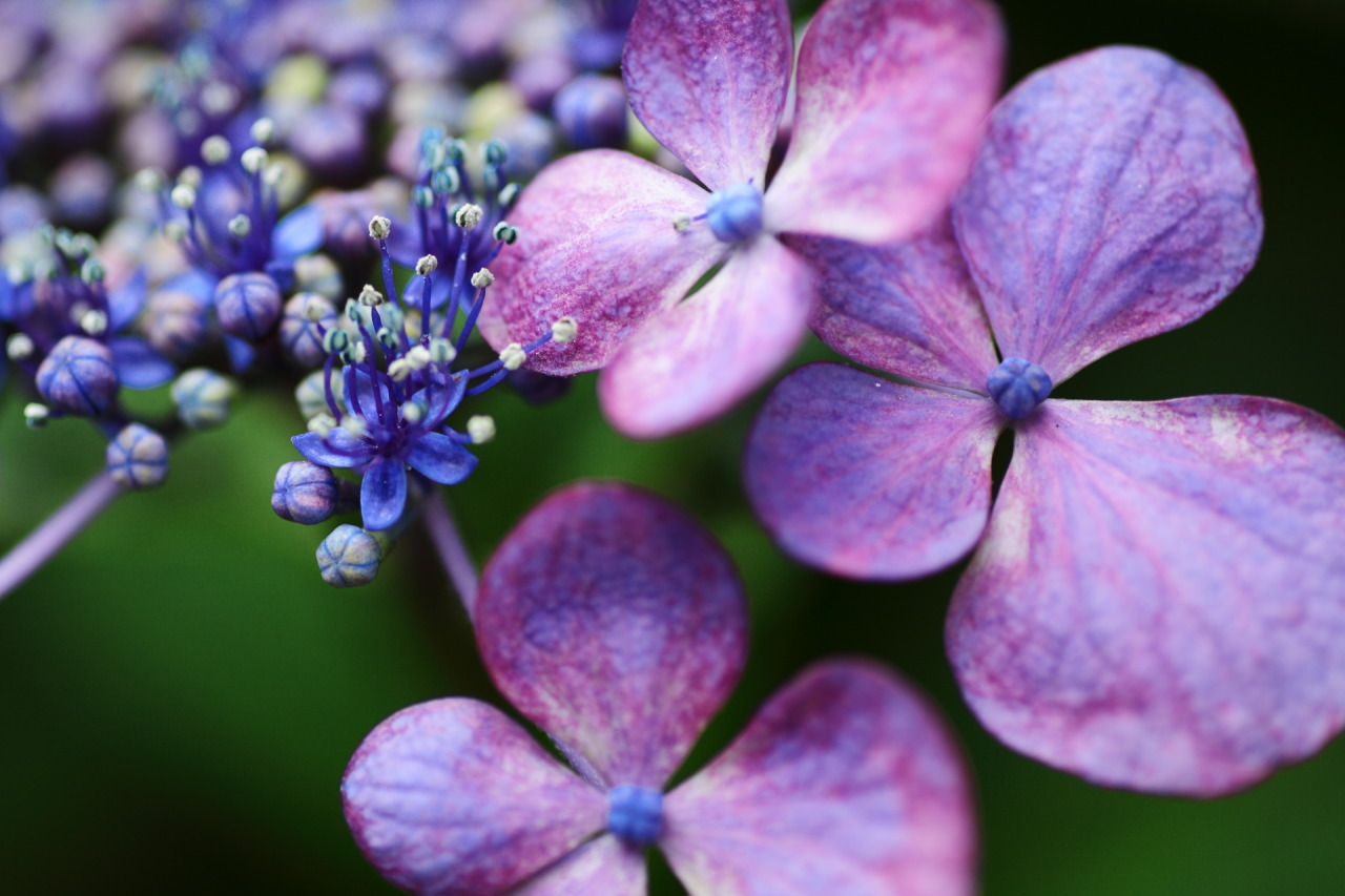 kuma-photo: 「ひそやかなる慕情」サザンの慕情を聴きながら、雨音に打たれる紫陽花をじっと眺めてみる 
