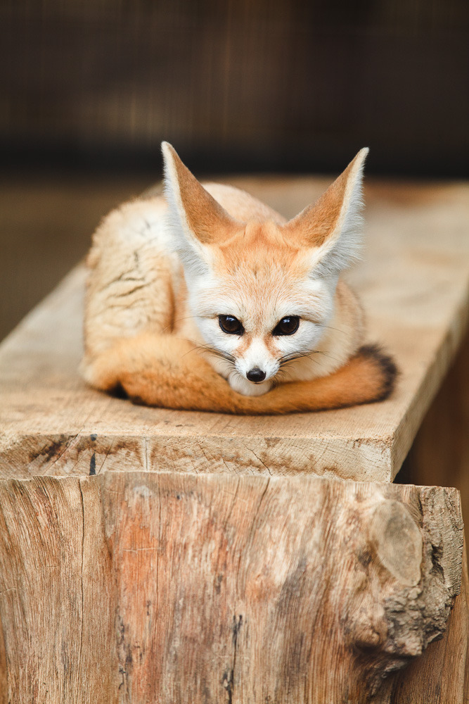 Fennec fox pet arizona