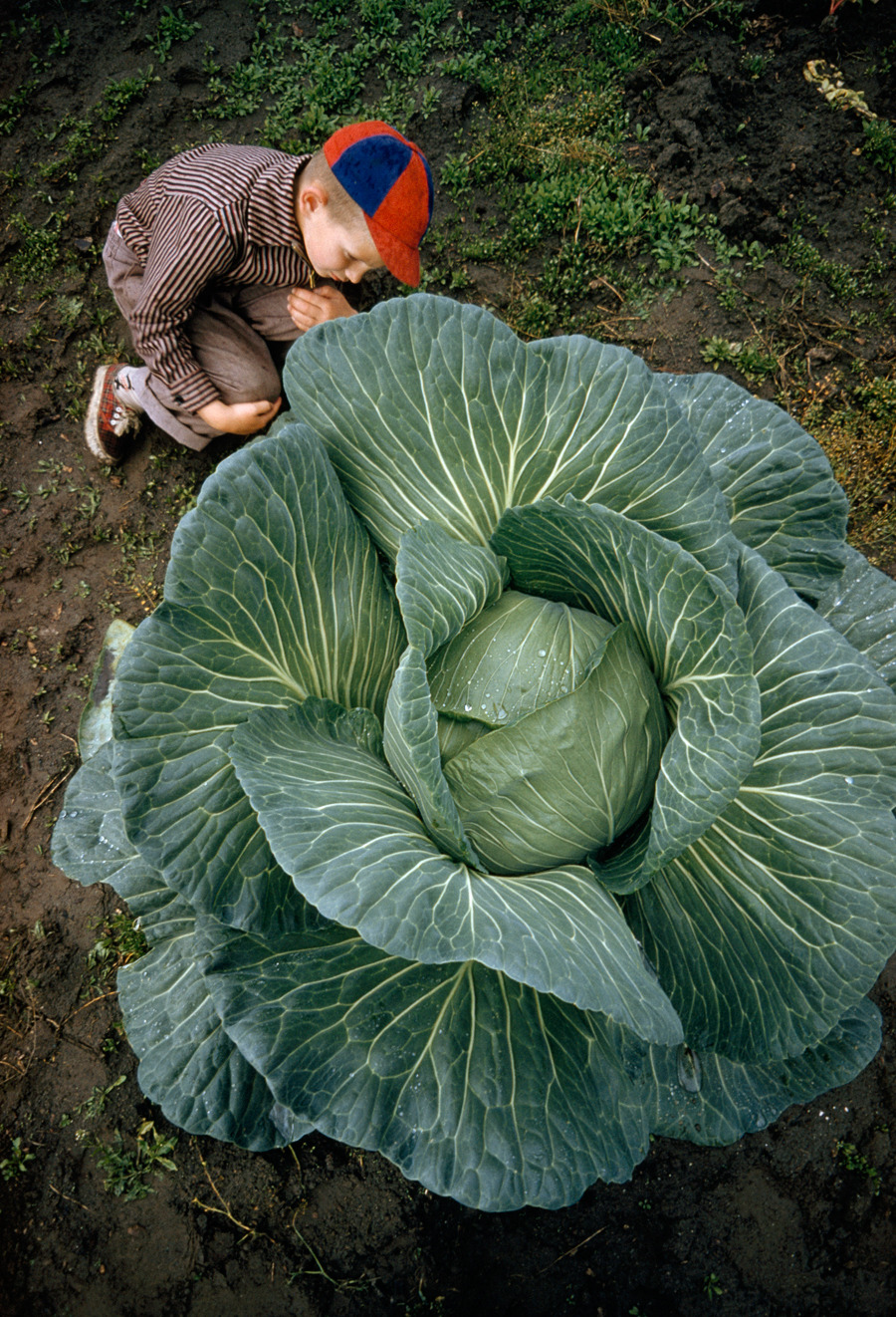 natgeofound:

A little boy is dwarfed by a supersized cabbage in Matanuska Valley, Alaska, July 1959.Photograph by Thomas J. Abercrombie, National Geographic