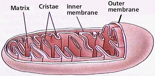 mitochondria gifs | WiffleGif