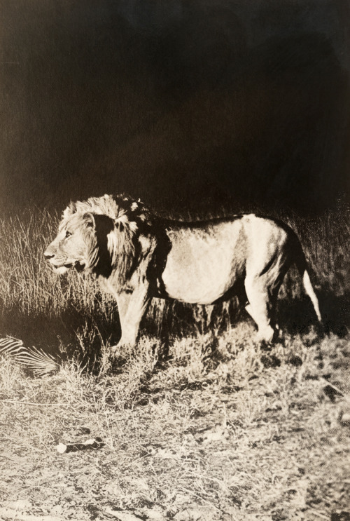 natgeofound:

A close view of a male lion photographed with a flashlight at night in Africa, May 1910.Photograph by A. Dugmore, National Geographic
