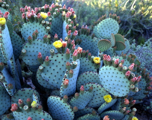 patternbase:

Found image: Flowering Cacti

