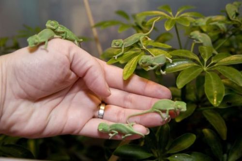 (via 10 Interesting Facts About Chameleons - Neatorama)