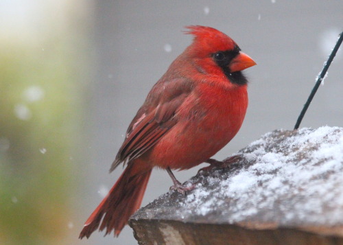 birdzeye:

November Cardinal
