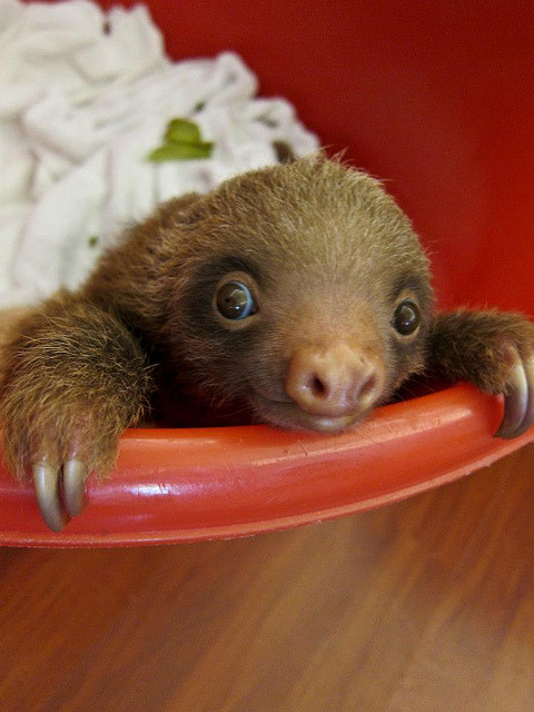(via 15 Photos of Huggable Baby Sloths)