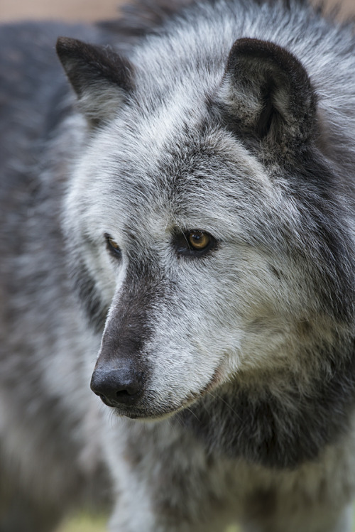 brutalgeneration:

Wolf -2 (by Dan Newcomb Photography) 