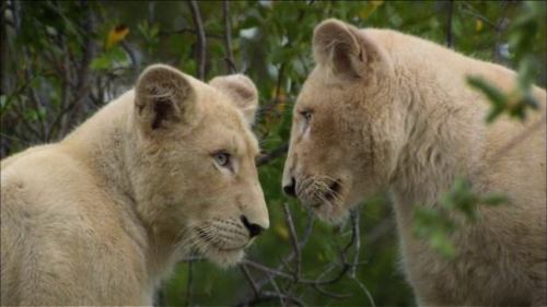 These rare white lion sisters were born as white as snow in South Africa’s Kruger National Park. This beautiful story is online: http://to.pbs.org/Jepq4T Share it, Nature lovers!