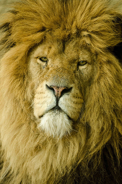 theanimaleffect:

Lion - Whipsnade Jan 11_98 by Ronin237 on Flickr.
