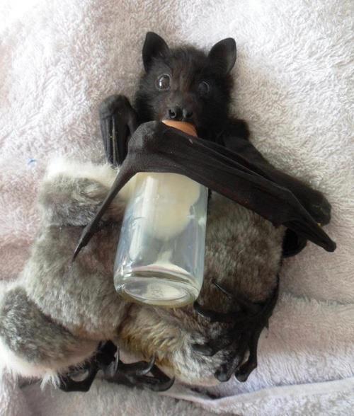 gothiccharmschool:  Baby bat! With a baby bottle! Fuzzy wuzzy baby bat! 