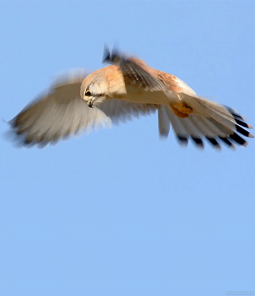 biomorphosis:

Kestrel is a small falcon known for its hovering flight. They also have the extraordinary ability to keep their head totally still, even in strong winds. This allows them to pinpoint and catch small mammals by sight alone.
