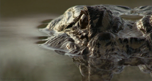 bbc supergiant animals alligator gif