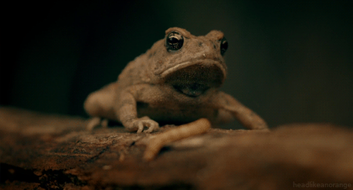 Fowler’s toad (Wonders of Life - BBC)