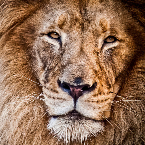 Impresionantes fotos de leones