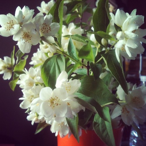 Also enjoying some pretty and sweet smelling fresh #flowers #personal