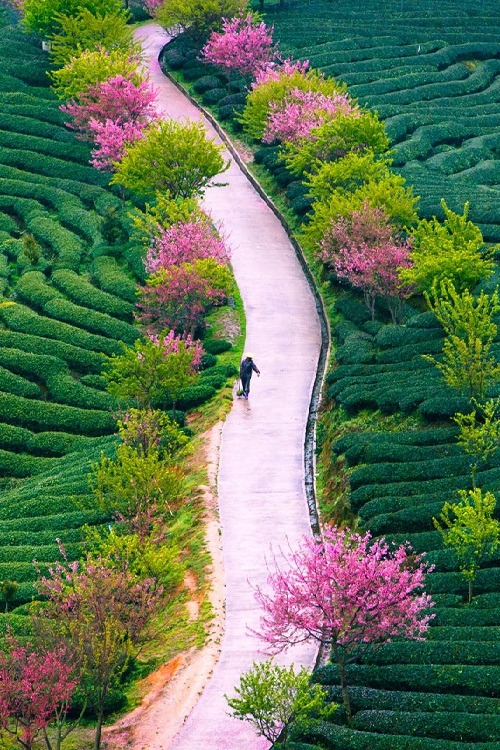 gyclli: tea farm spring / China zhangning 


