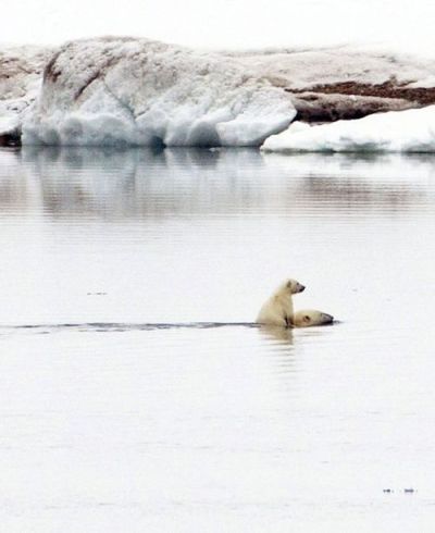 A polar bear cub needs a little help from its mother