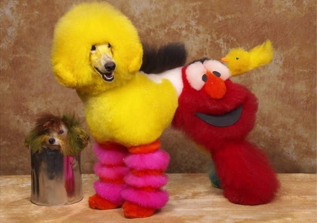 (via Dogs Outlandishly Dyed and Groomed to Look Like Fictional Characters & Wild Animals)