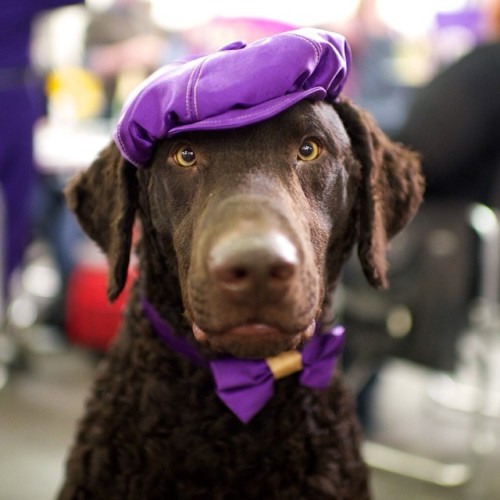 Lodi, Curly Coated Retriever, 138th Westminster Kennel Club Dog Show