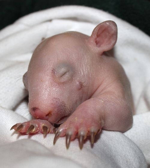 Elvis, The Baby Wombat