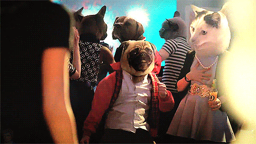 animals dancing hilarious gif | WiffleGif
