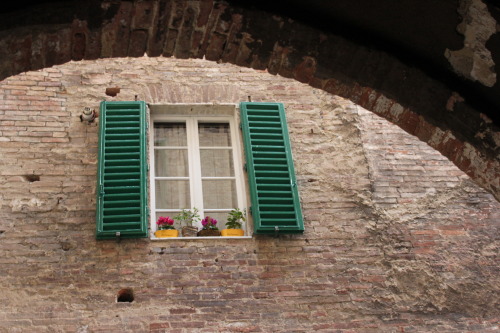 Siena. Delicadas flores em uma janela. La più bella Itália.