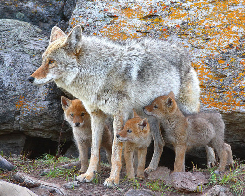 thecatdogblog:

Coyote and Pups by Doug Dance Nature Photography on Flickr.
