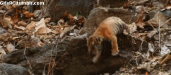 funny animals funny tiger gif | WiffleGif
