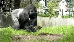 Gorilla warfare