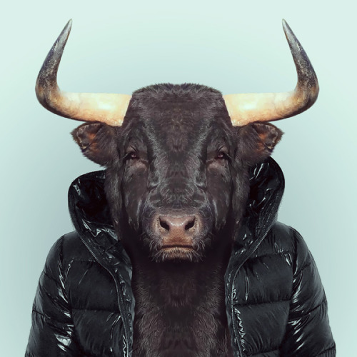 BULL by Yago Partal for ZOO PORTRAITS