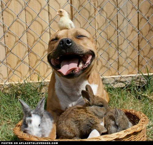 Happiness is….. a baby chick on my head and a basket full of bunnies  Just an awesome picture of a happy Pitbull named Boom and a few of his friends
For more cute dogs and puppies