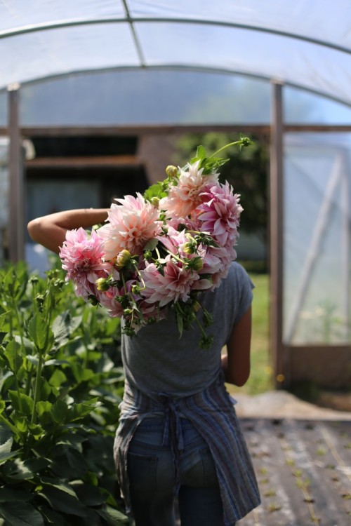 grayskymorning:

Cafe au Lait Dahlia love @ Floret Flower Farm
