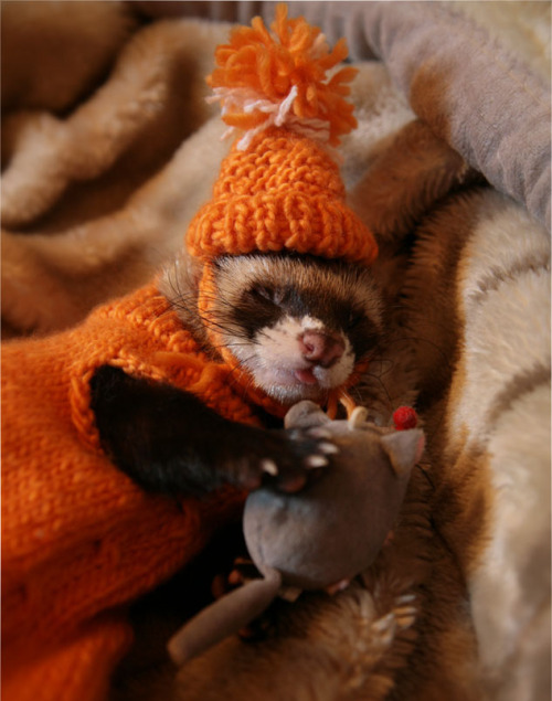 Special Edition: Cute Ferrets With Hats. aaawwwww!