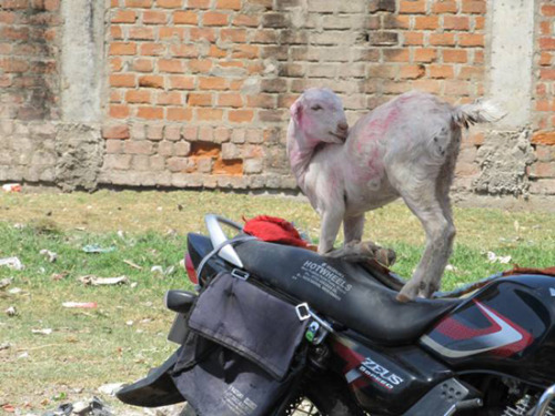 Goat on a motorcycle. Goat Rider. Motorcycle. Hero.