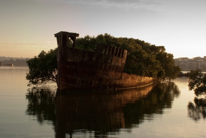 (via Shipwrecked coal ship is now home to a floating forest : TreeHugger)
