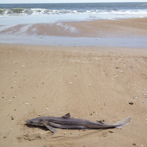 #deadfish #sandshark #fish #beach #atlanticocean #ocean #eastcoast #summer