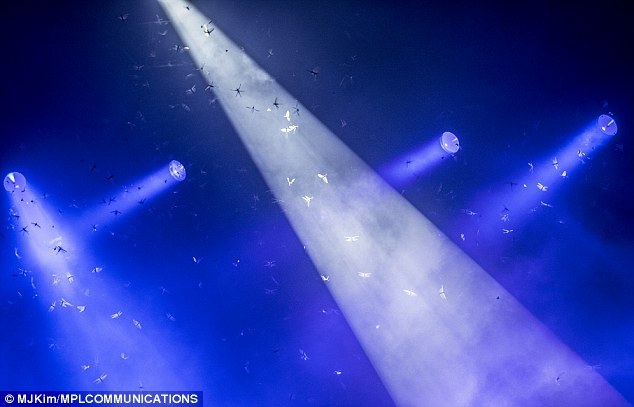 (via Paul McCartney’s stage is invaded by insects during Brazilian show | Mail Online)
