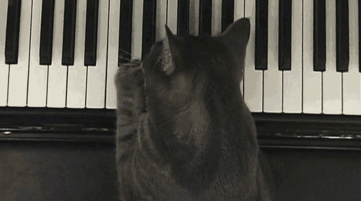 Image result for funny cat playing piano gifs