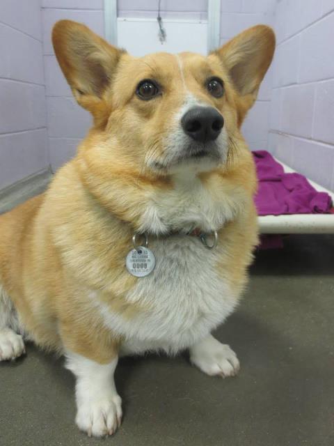 it&#8217;s a few days late for the corgi photo challenge, but just saw this was posted less than 24 hours ago on the buddy dog humane society page&#8230;corgi looking for a home! Meet Iggy, a 4-year-old male Pembroke Welsh Corgi. Iggy is housebroken, friendly, and he knows many commands. He is not used to children, so he is looking for an adult-only home. Iggy does not get along with other animals. He walks well on the leash, but he can be feisty if he sees another dog. Iggy would do best in an adult home with a family who has time to train him. For more information, please call, visit, or email the shelter. Buddy Dog Humane Society, Inc.151 Boston Post Road, Sudbury, MA(978) 443-6990 or info@buddydoghs.com i wish we could rescue ALL the corgis. some day aragorn and i need to move to a farm and just set up a giant animal rescue site, man. for serious.