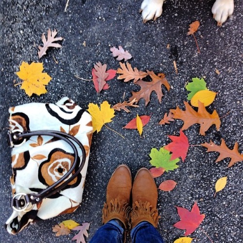 Loving fall colors #mydog #labrador #fall #samedelman #calfhairbag #love #mystyle #style #leaves #colors