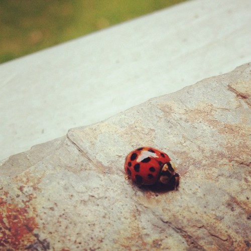 #balcony #visitor #ladybug #coccinellidae #bug #love #instagood #me #tbt #cute #photooftheday #instamod #iphonesia #picoftheday #igers #tweegram #beautiful #instadaily #instagramhub #follow #iphoneonly #igdaily #bestoftheday